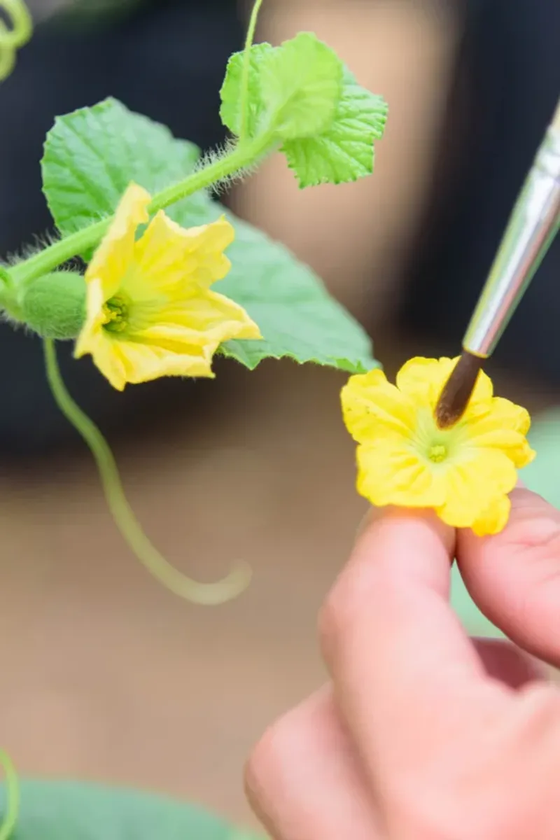 Support natural pollination, then hand-pollinate if needed
