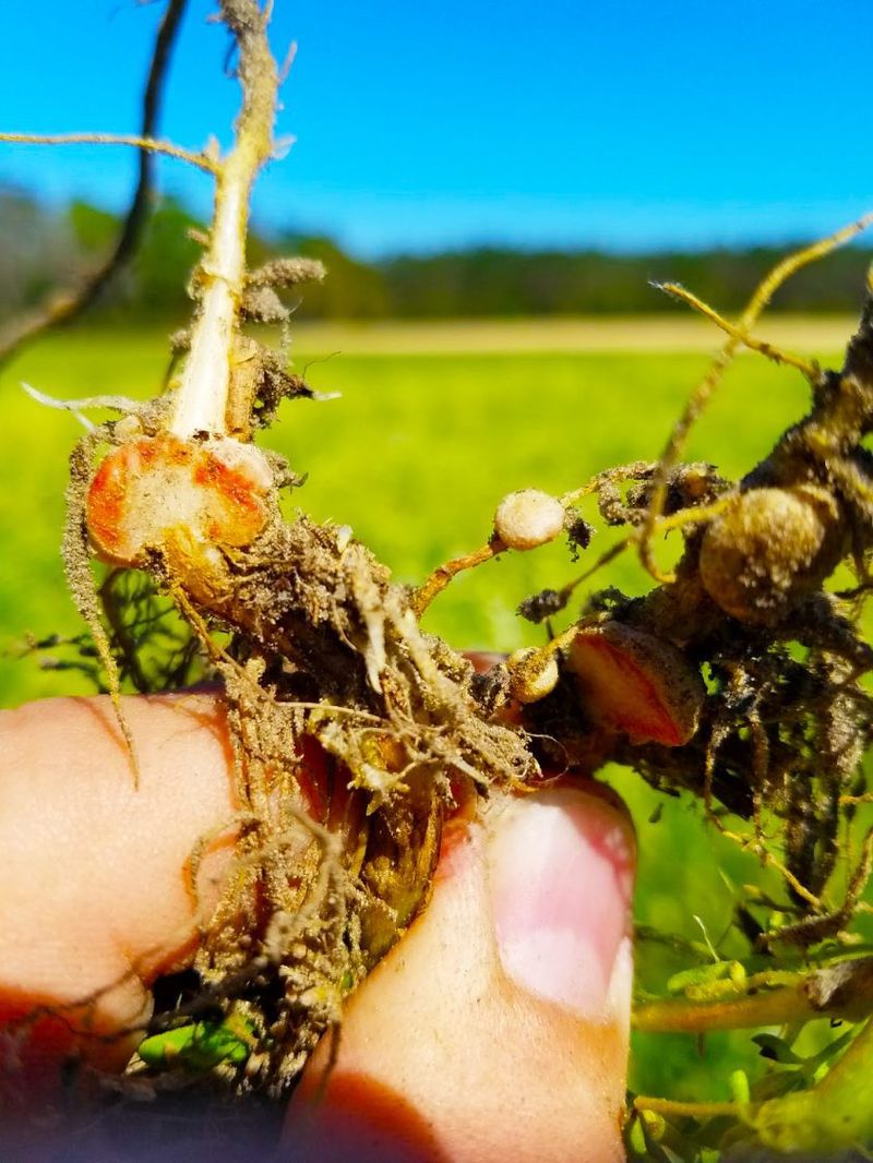 The Little Legume Feeds Its Grass Neighbors
