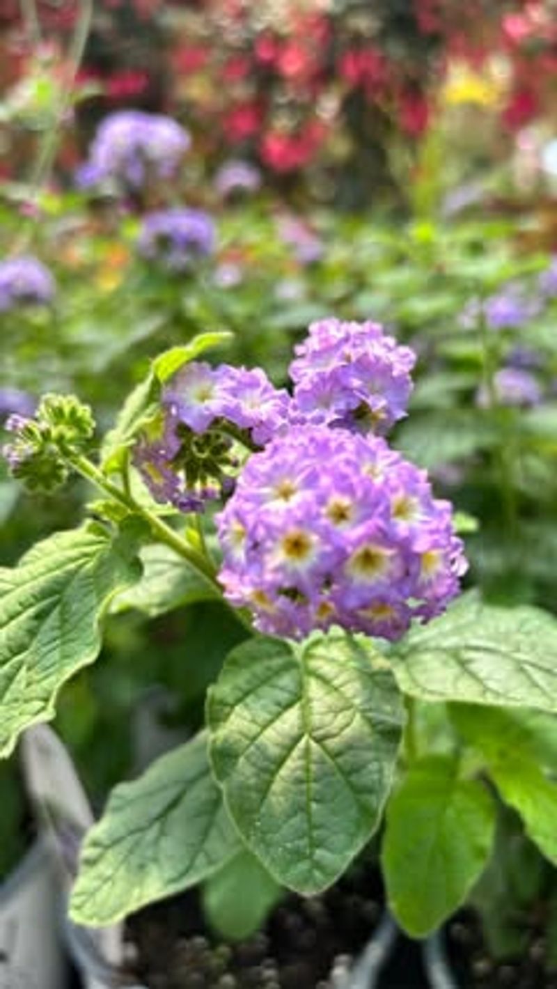 Flower Color Cannot Guarantee Fragrance