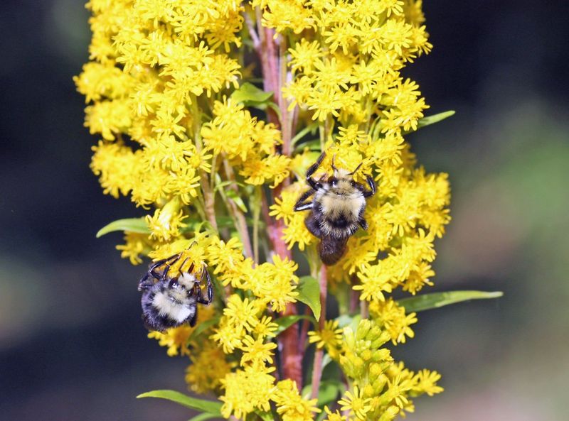 Its biggest payoff arrives after the summer nectar rush