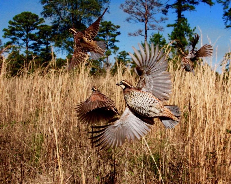Measure success by better habitat, not an immediate covey sighting
