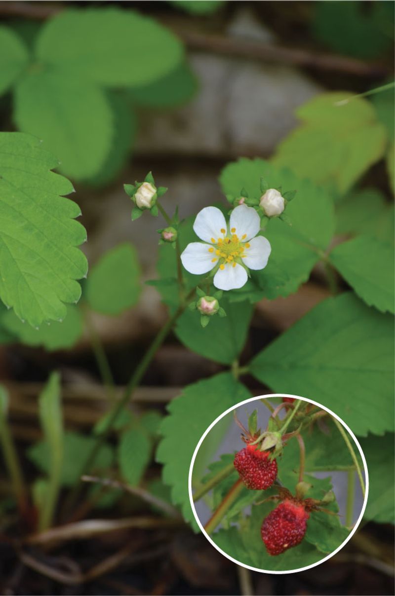 Wild Strawberry