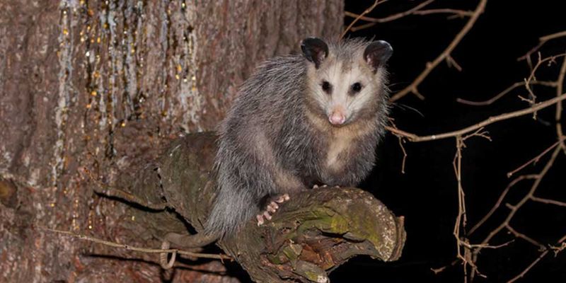 Keep Wildlife At A Safe Distance