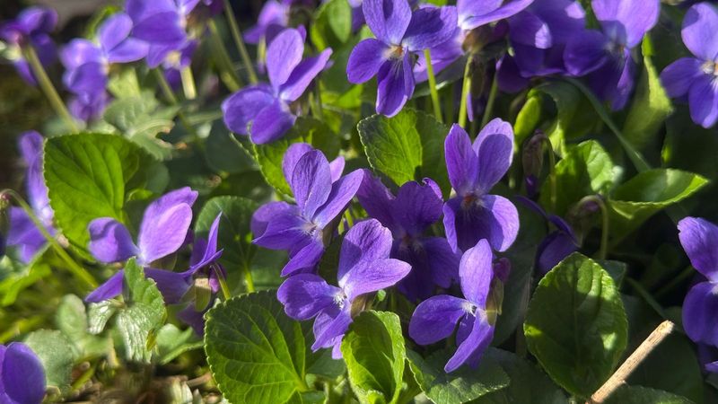 Give The Violet The Right Job