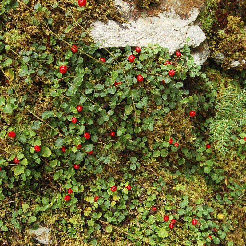 Partridgeberry