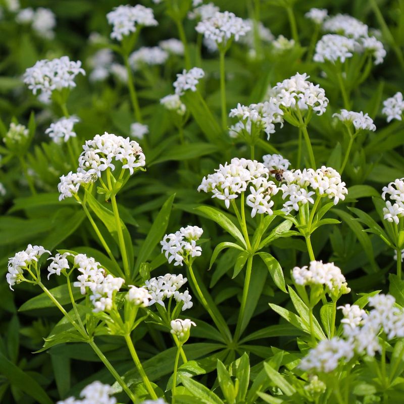 Sweet Woodruff Brightens Dry Shade Under Trees