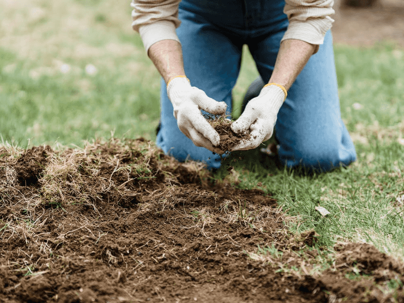Drainage Matters More Than Rich Soil