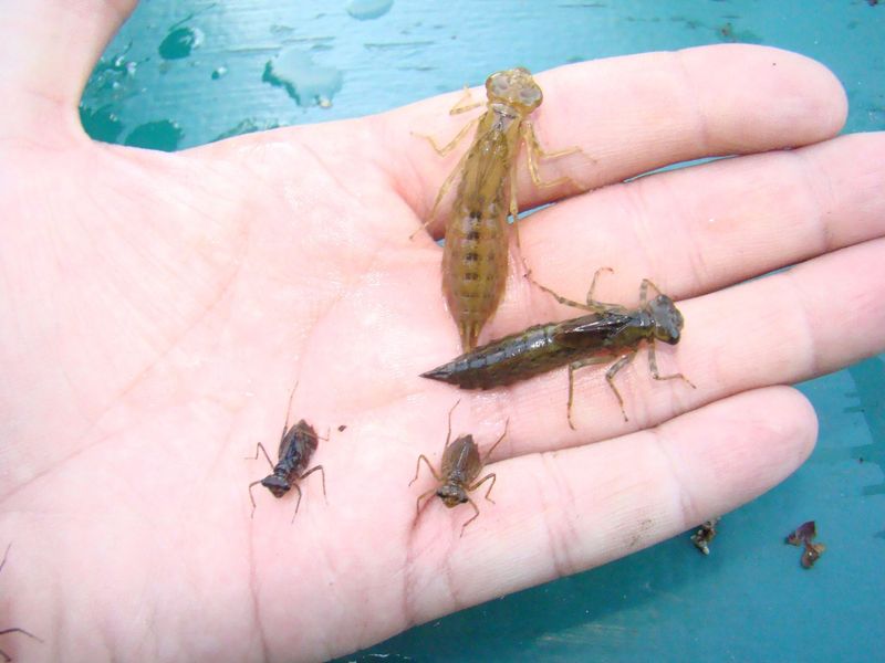 Adults And Nymphs Hunt In Different Places
