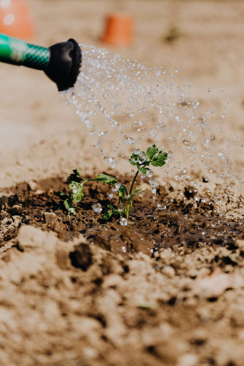 Water New Plants, Then Ease Back