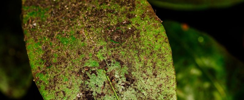 A Wipeable Black Film May Mean Sooty Mold