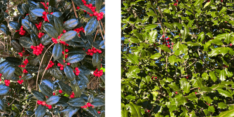American Holly