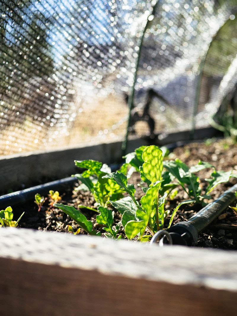 Hot Soil Is The Hidden Saboteur