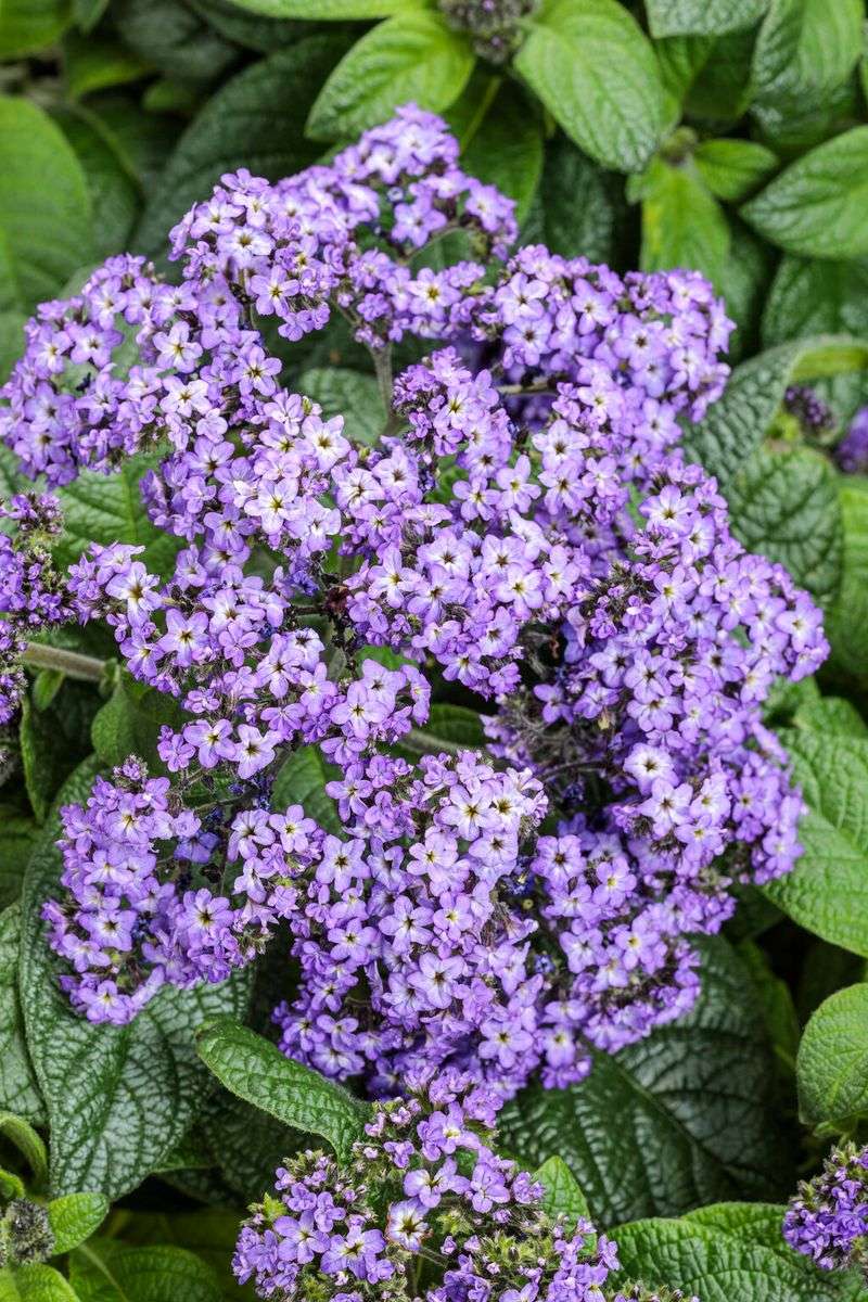 Shop by Label and Plant for Easy Smelling