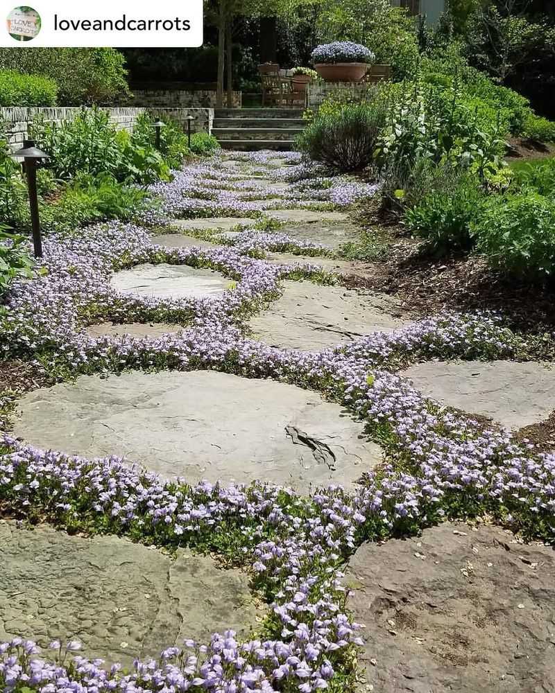 Mazus Creeps Between Stepping Stones Without Getting Tall
