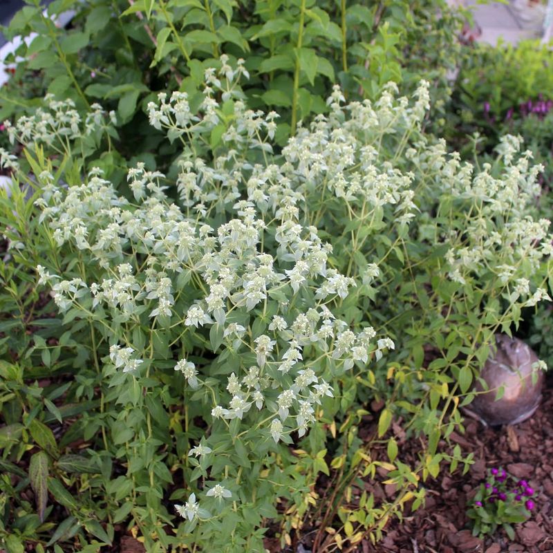 Mountain Mint