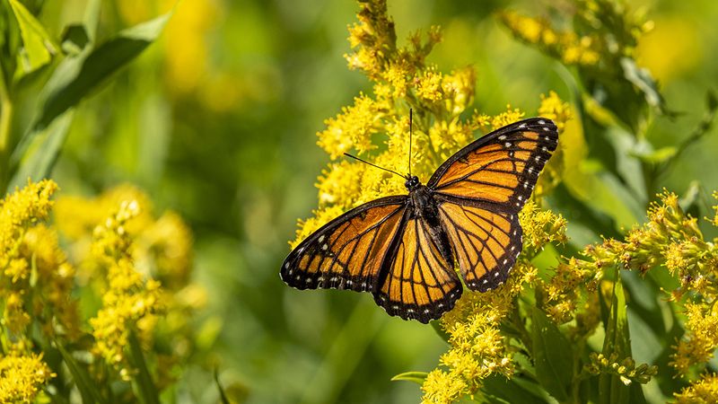 Keep the allergy, firefly, and pet warnings in proportion