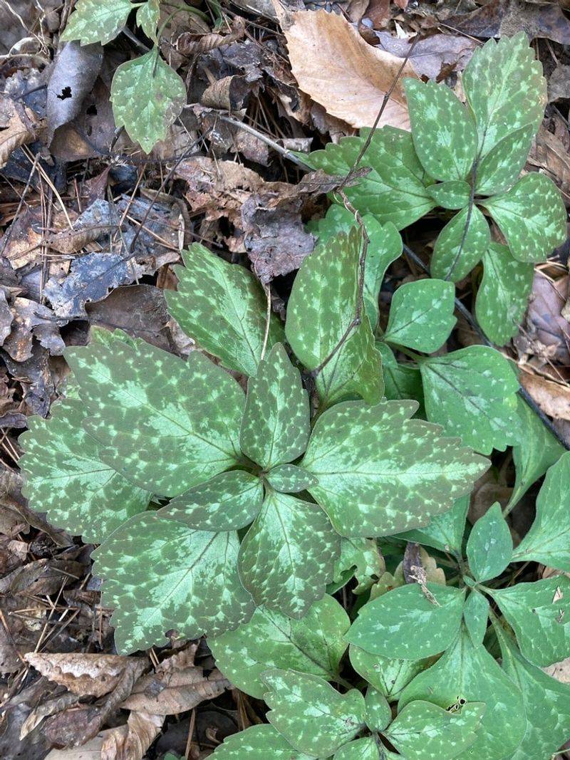 Allegheny Spurge