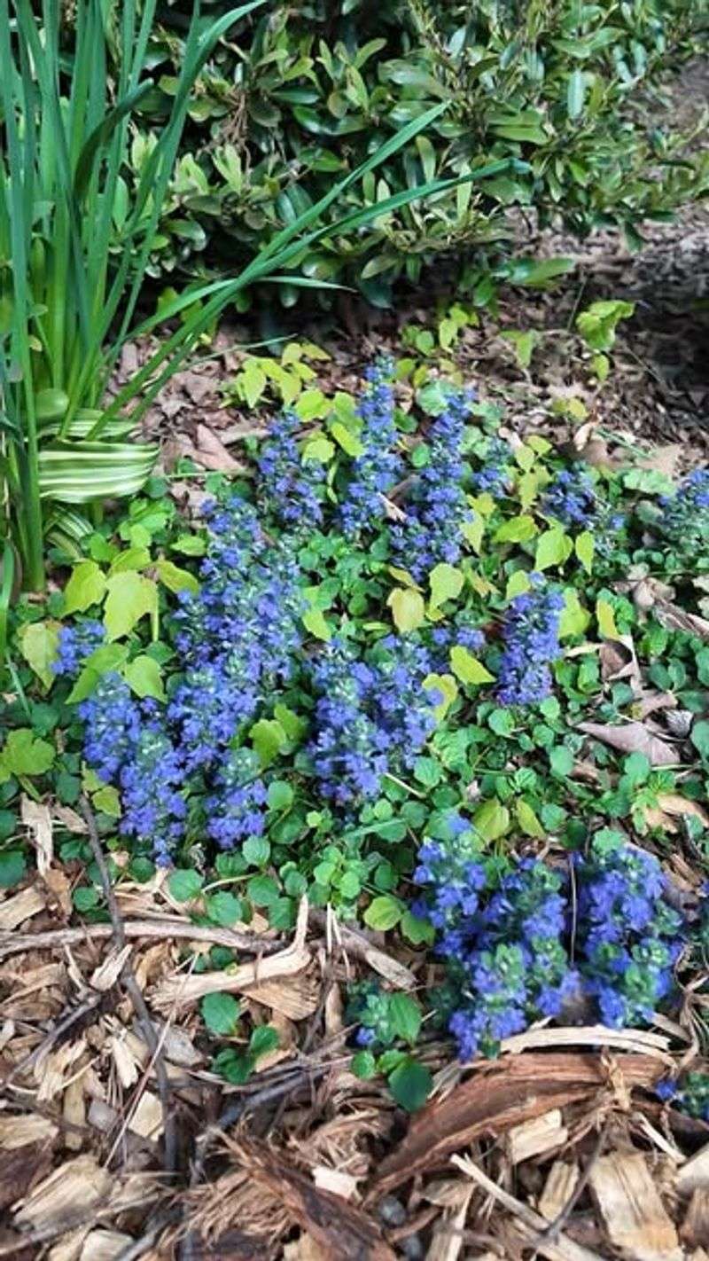 Ajuga Covers Difficult Corners Before Weeds Settle In