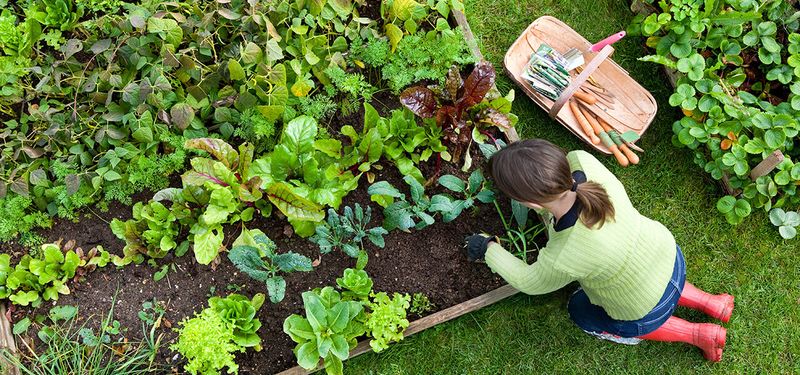 Your Region Changes The Planting Date