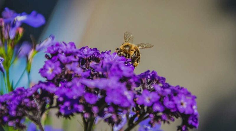 Enjoy the Pollinators and Respect the Risks
