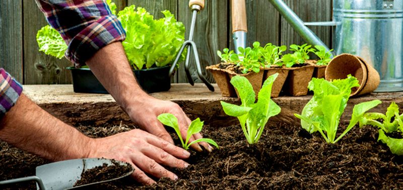 Transplants Buy Back Lost Weeks
