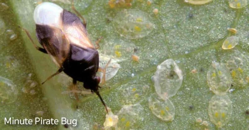 Minute Pirate Bugs Catch Problems Early