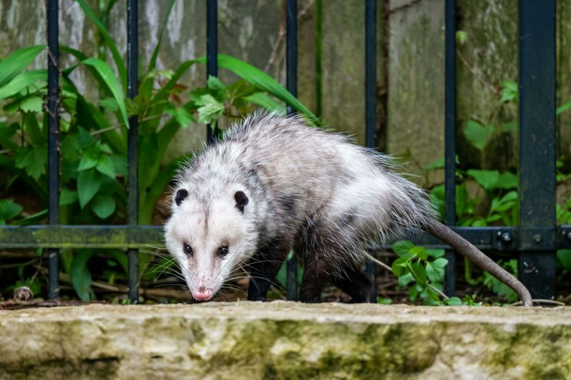 Wild-opossum evidence weakens the sweeping claim