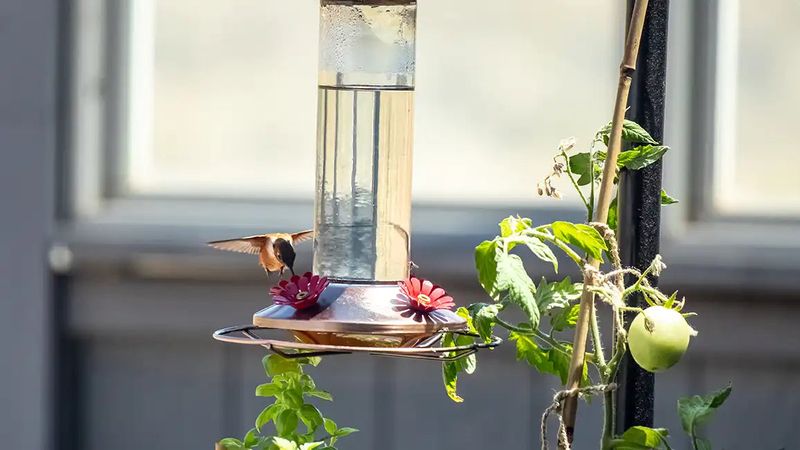 A Quiet Feeder Does Not Prove It Failed