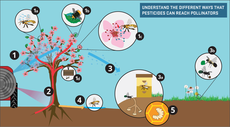 Protect the Visitor from Yard Chemistry