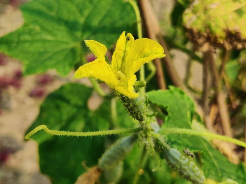 Early Blooms Are Often The Wrong Flowers