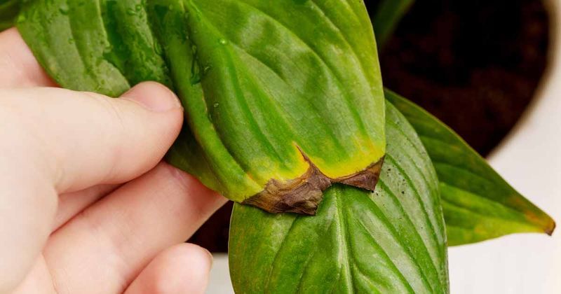 Dry Tips, Chilling, and Spots Need Different Fixes