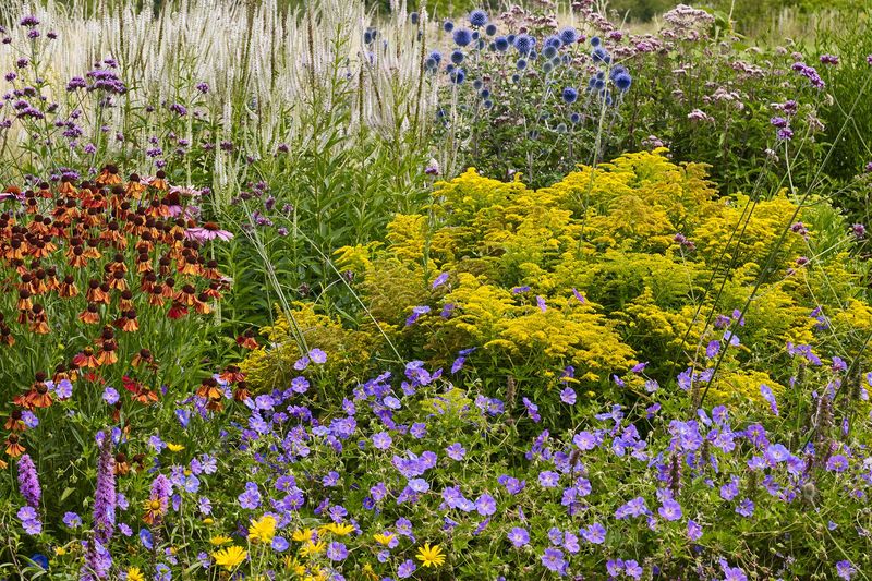 Give a sunny planting enough room to perform