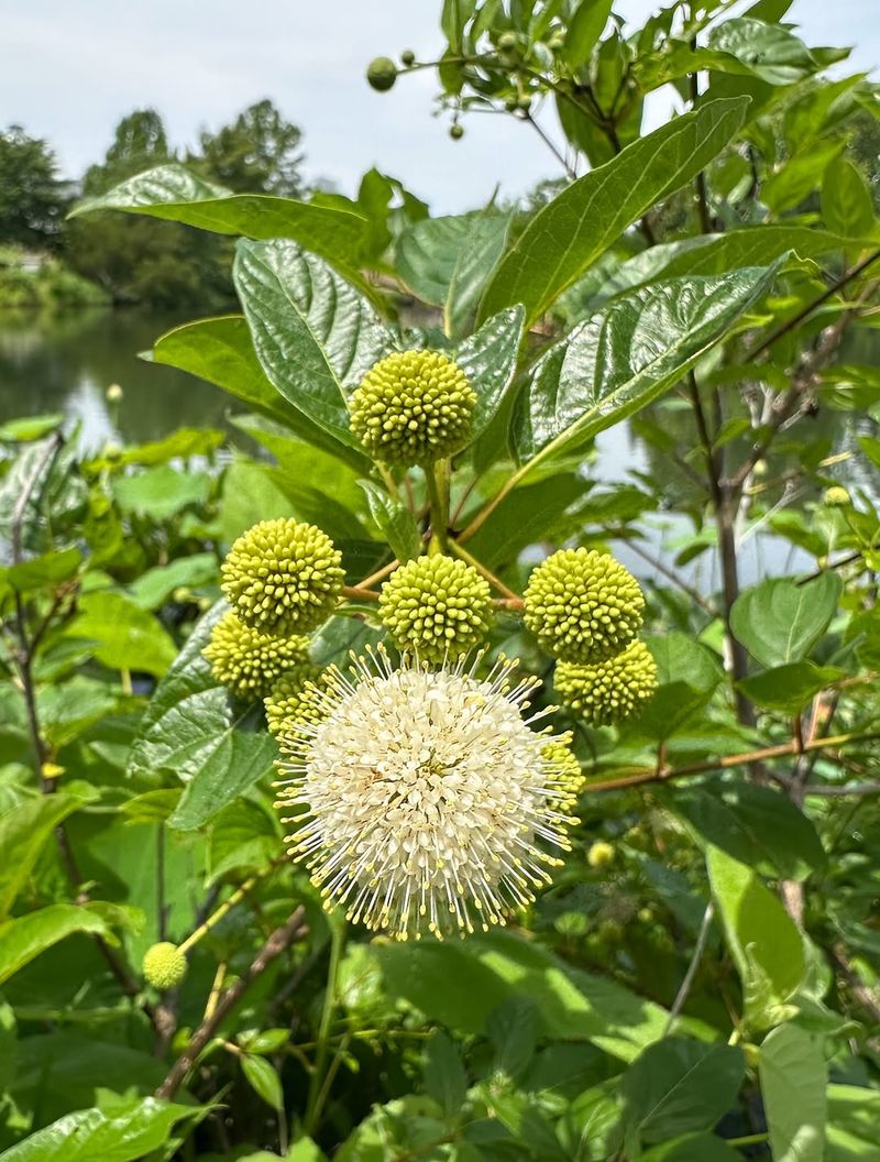 Buttonbush