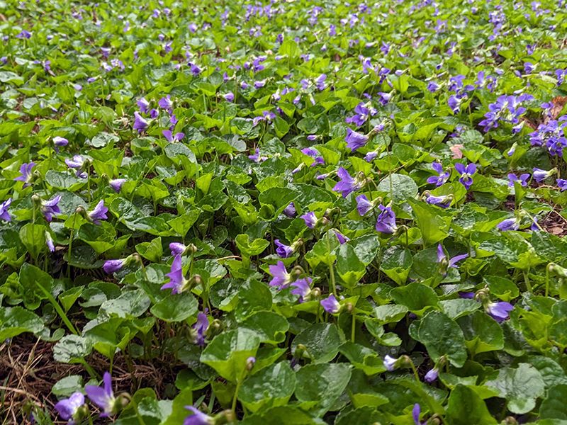 Choose Containment, Another Groundcover, Or Targeted Removal