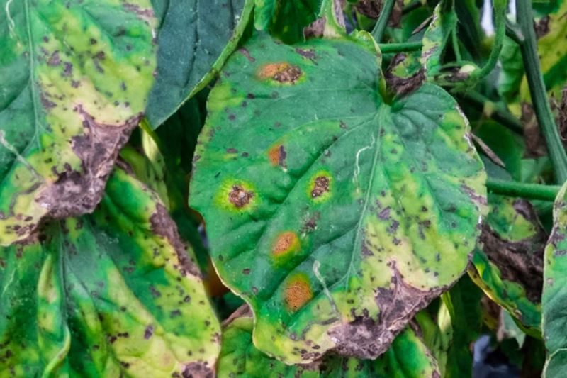 Disease And Root Damage Need A Different Fix