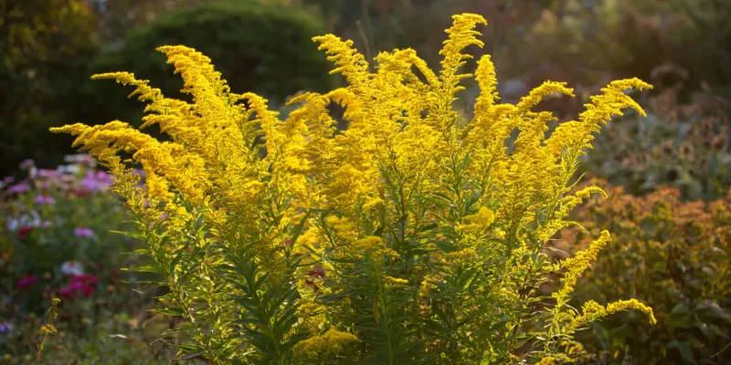 Make goldenrod one layer of a more usable yard