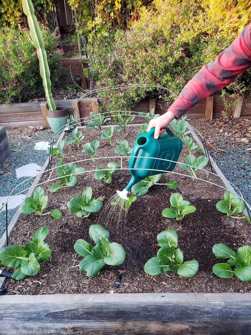 Give Stocky Plants Room And Steady Water
