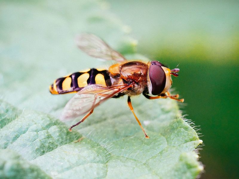 Hoverflies Outsmart You And The Pests