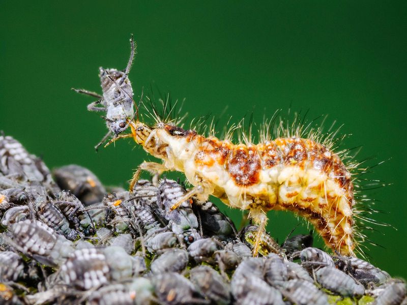 Lacewing Larvae Do The Messy Work