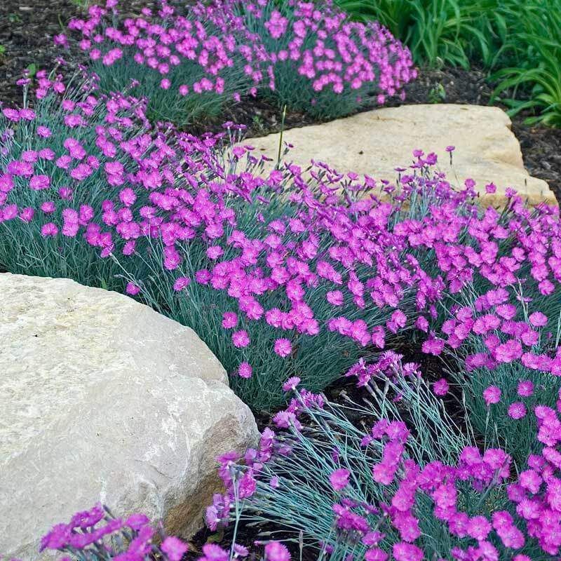 Dianthus Spreads A Neat Cushion Along Sunny Borders