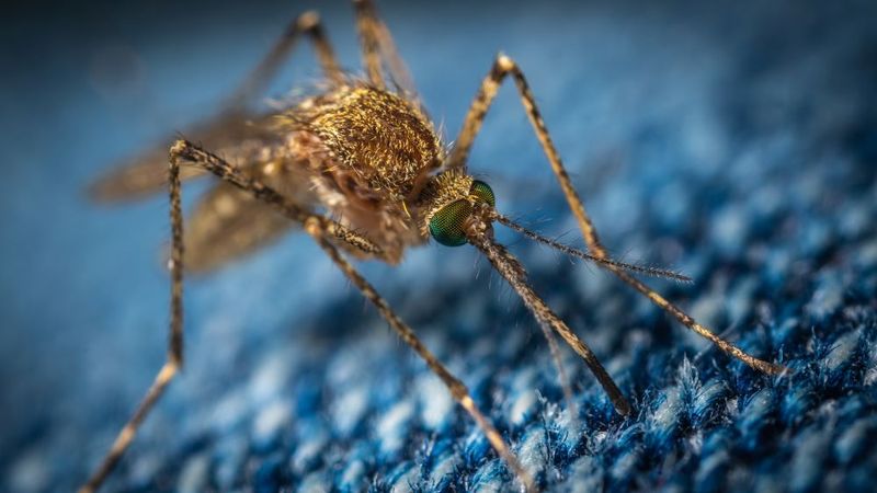 This Is Not Your Mosquito Crew