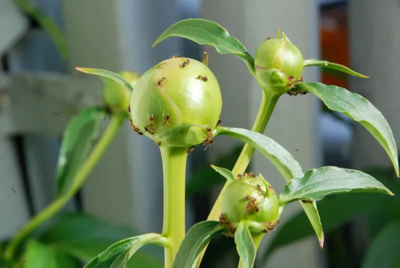 Cut flowers need a different ant plan
