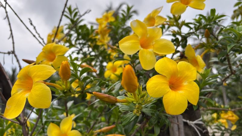 Use The Flowers As One Layer Of Habitat