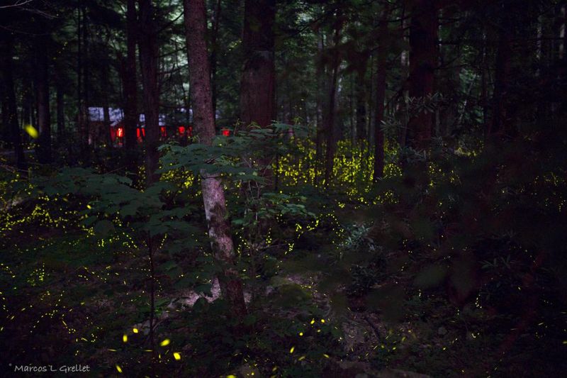 Better conditions—not one plant—make a better firefly yard