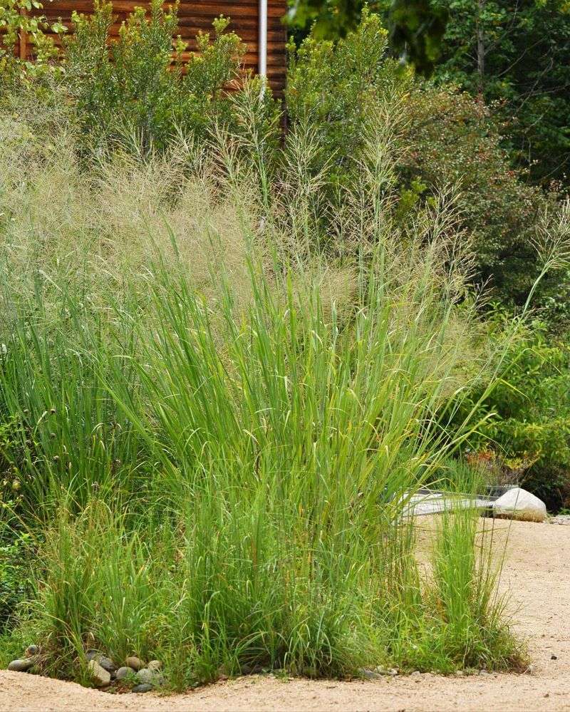 Switchgrass