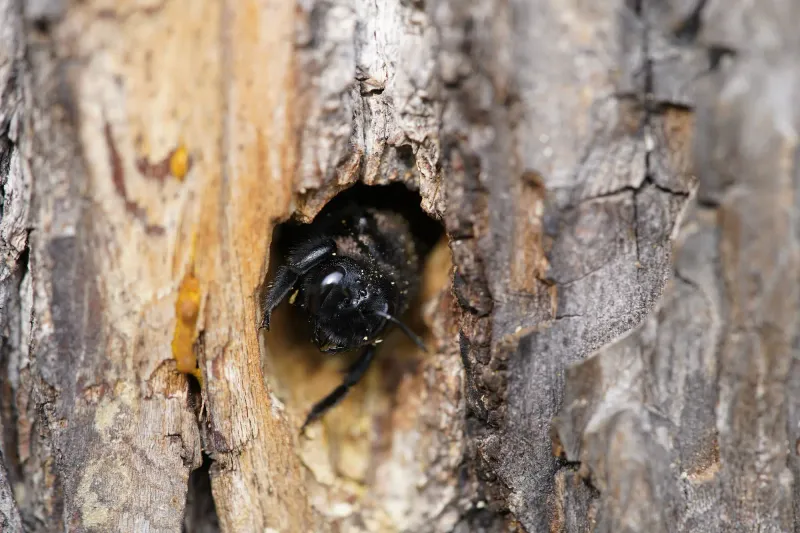 Give the Buzz Space, Then Check the Wood