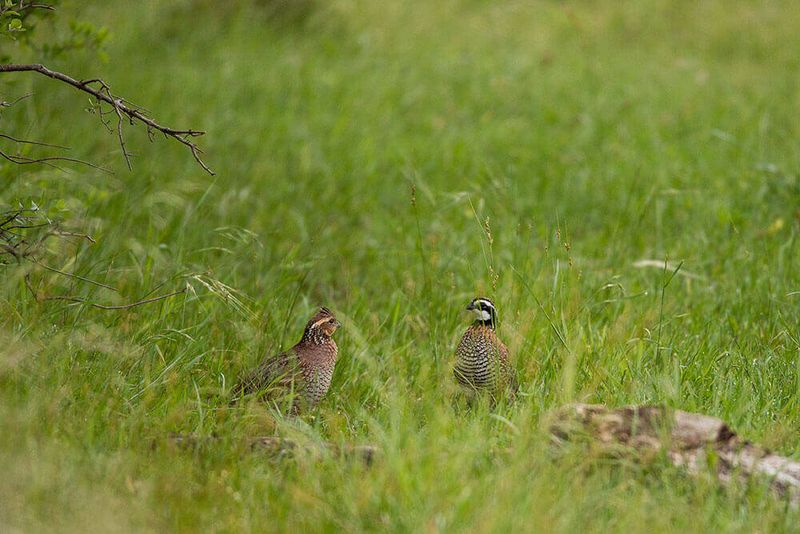 Choose habitat over routine feeding