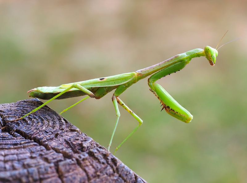 Welcome the Mantis Without Expecting a Miracle