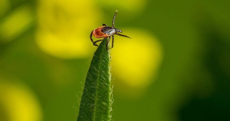 Goldenrod does not replace mosquito or tick protection