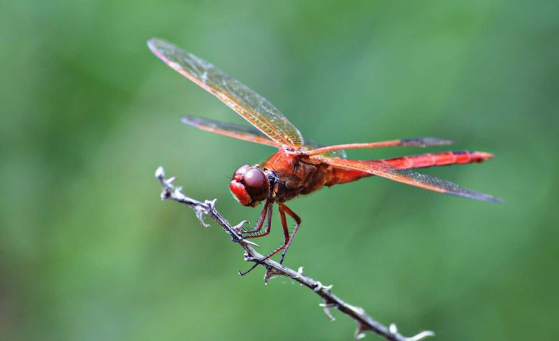 Build A Layered Mosquito Plan